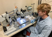 Student using microscope for research